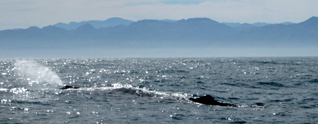 Kaikoura Whalewatch